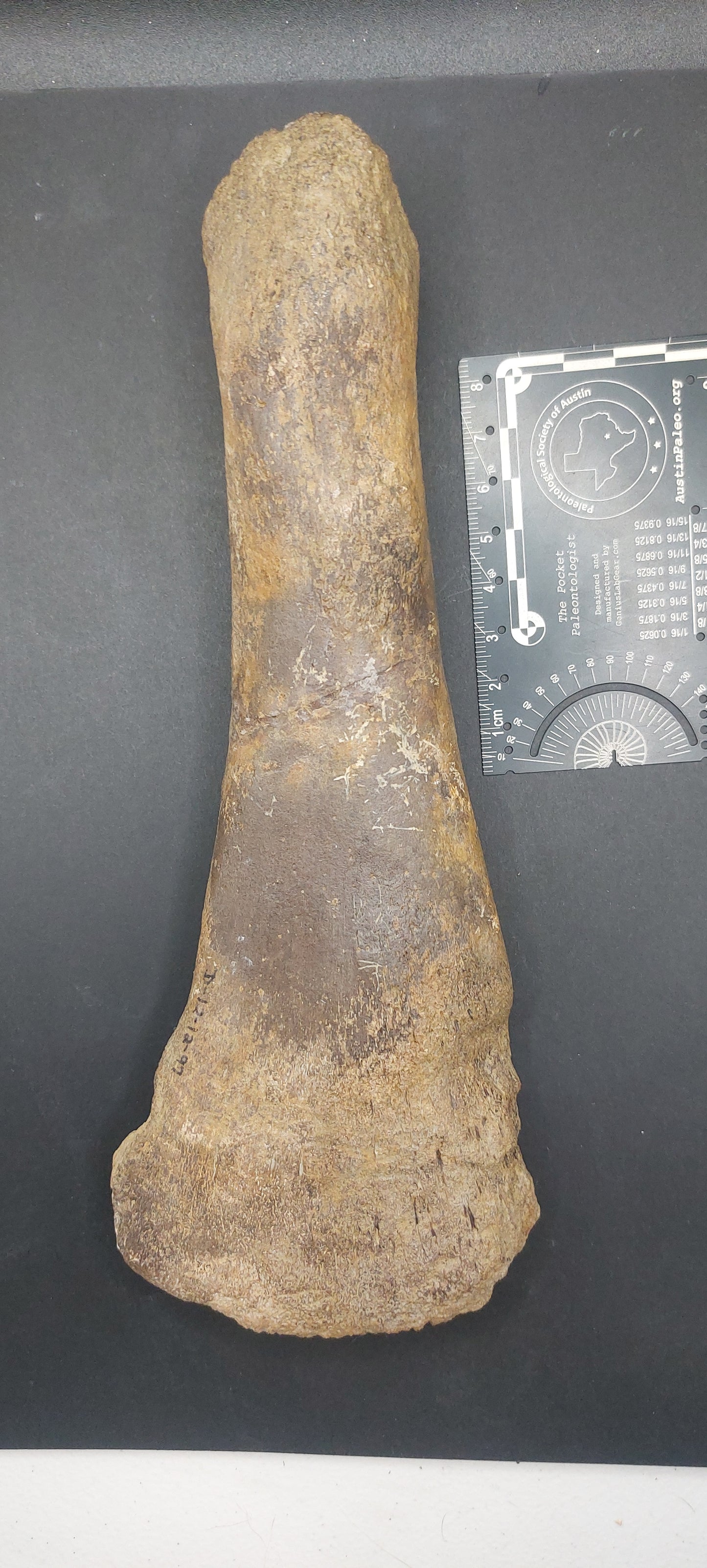 Plesiosaur Femur-Texas