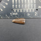 Paronychodon sp. Tooth-Montana