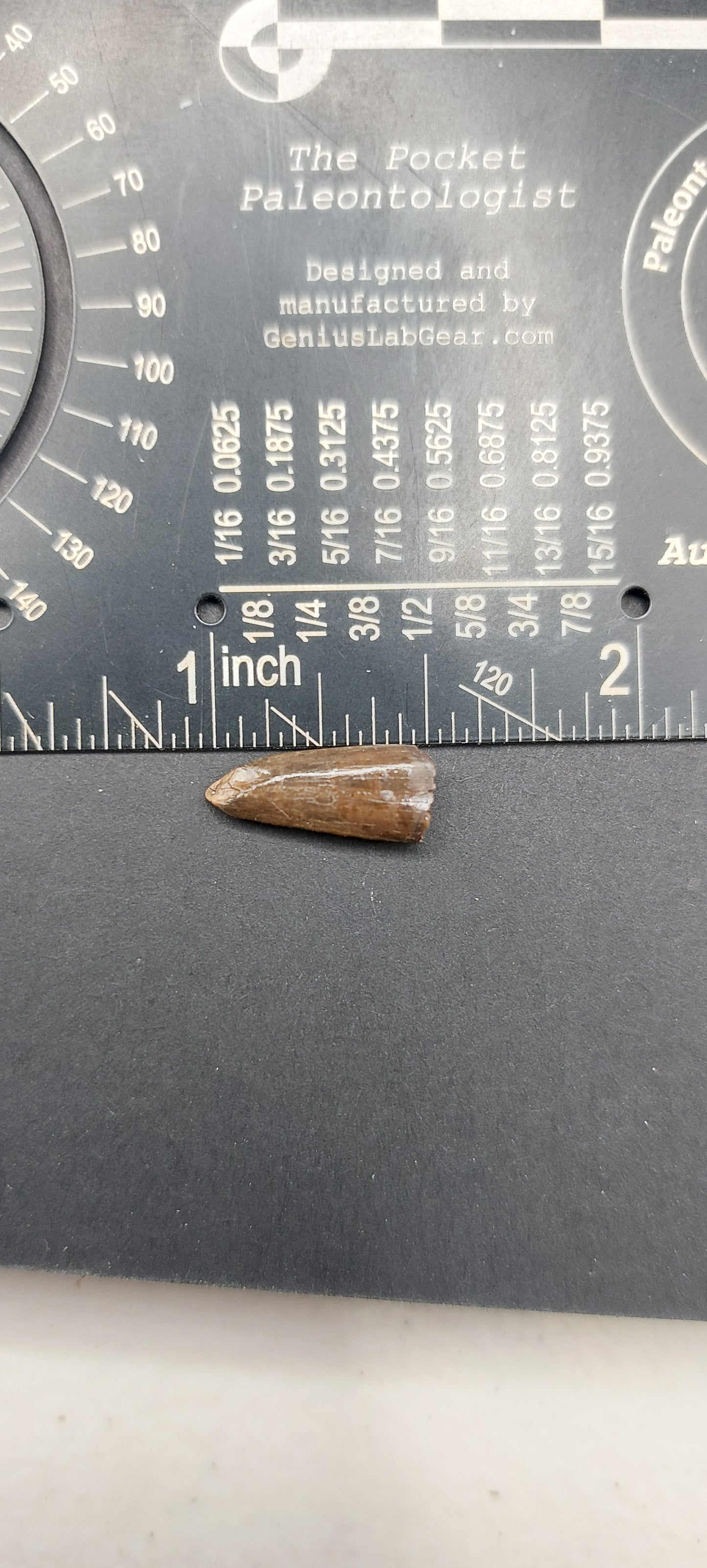 Paronychodon sp. Tooth-Montana