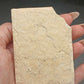 Ammonite Aptychus-Germany 002