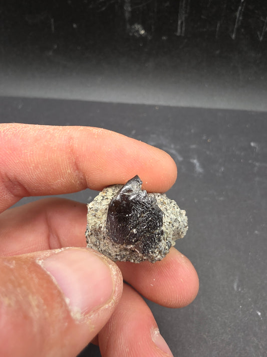 Juvenile Camarasaurus sp. Tooth-Colorado