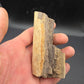 Partial Triceratops Rib on Stand-Montana 02