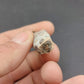 Coryphodon sp. Tooth-Wyoming 05
