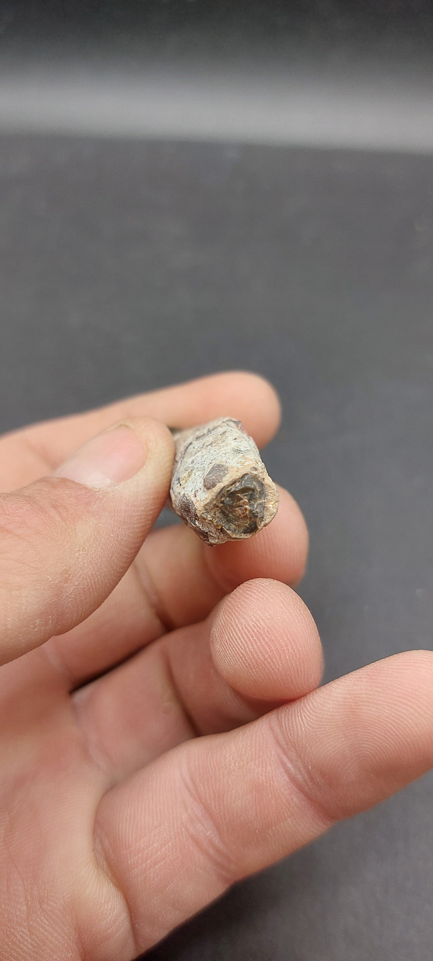 Coryphodon sp. Tooth-Wyoming 05