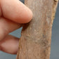 Hadrosaur Chevron-Texas