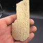 Partial Triceratops Rib on Stand-Montana 02