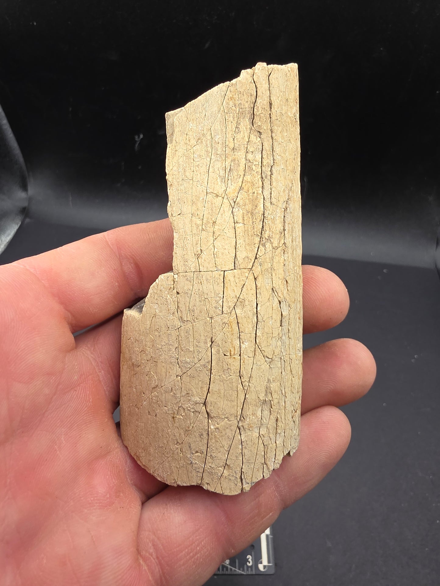 Partial Triceratops Rib on Stand-Montana 02