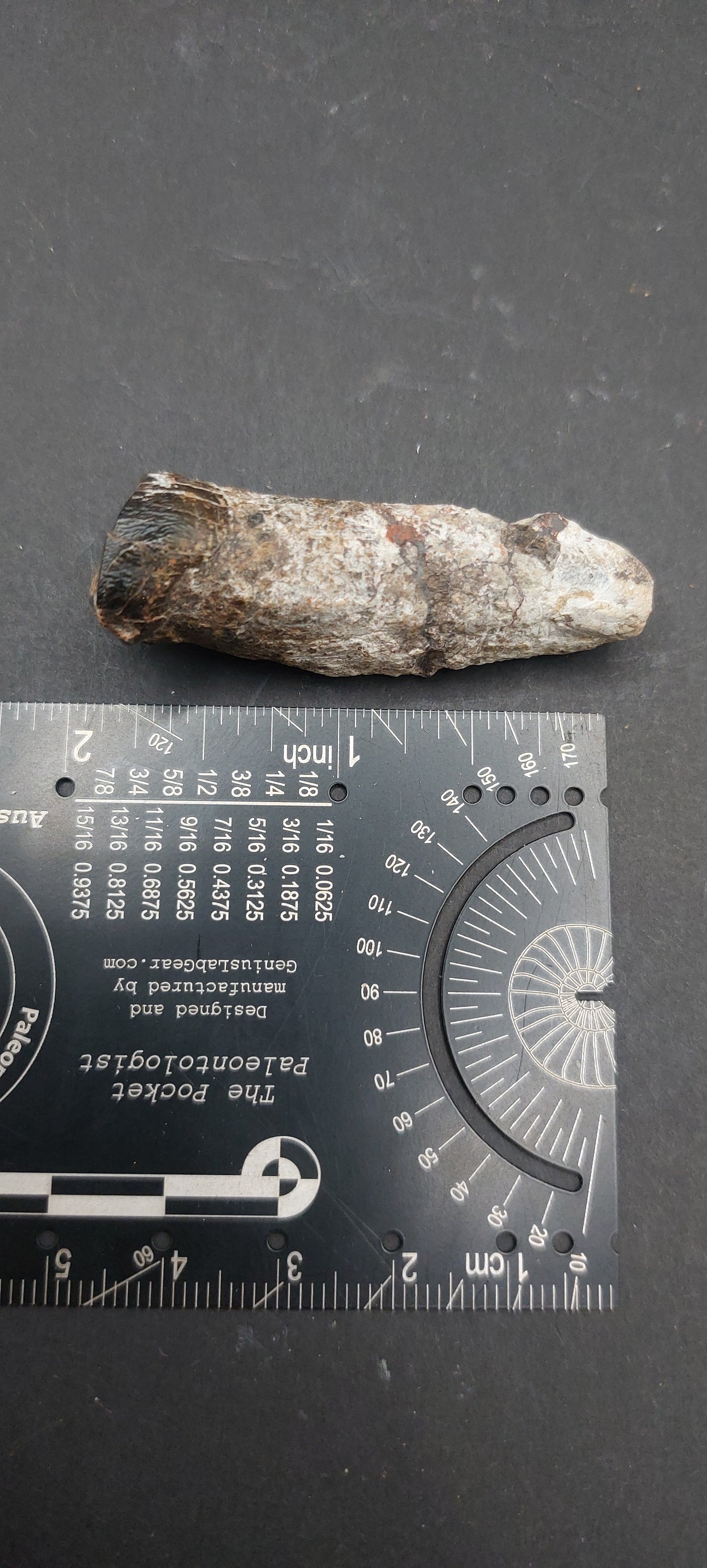 Coryphodon sp. Tooth-Wyoming 05