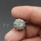 Goniophorus sp.-Texas 04