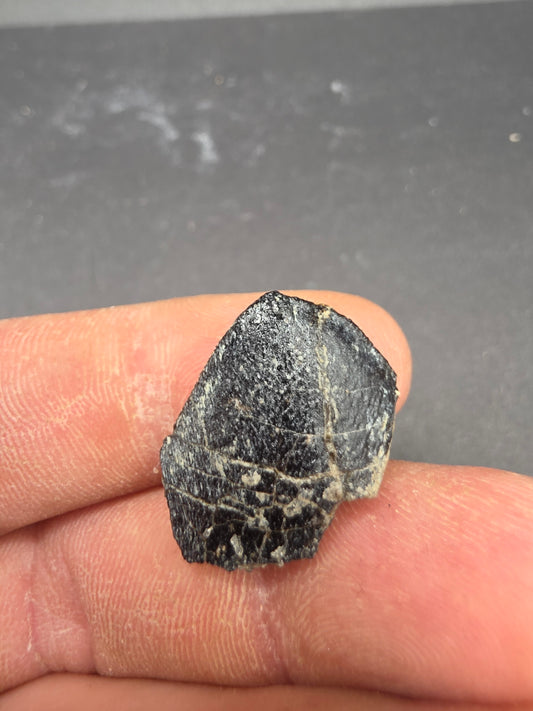 Haplocanthosaurus sp. Tooth-Colorado