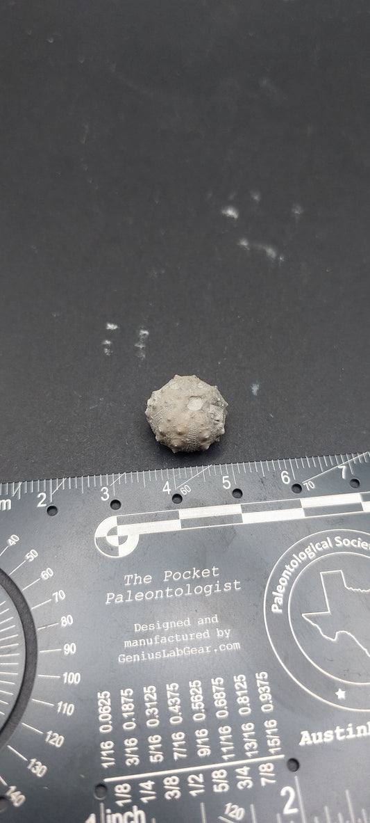 Goniophorus sp.-Texas 06