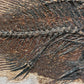 Priscacara serrata-Wyoming