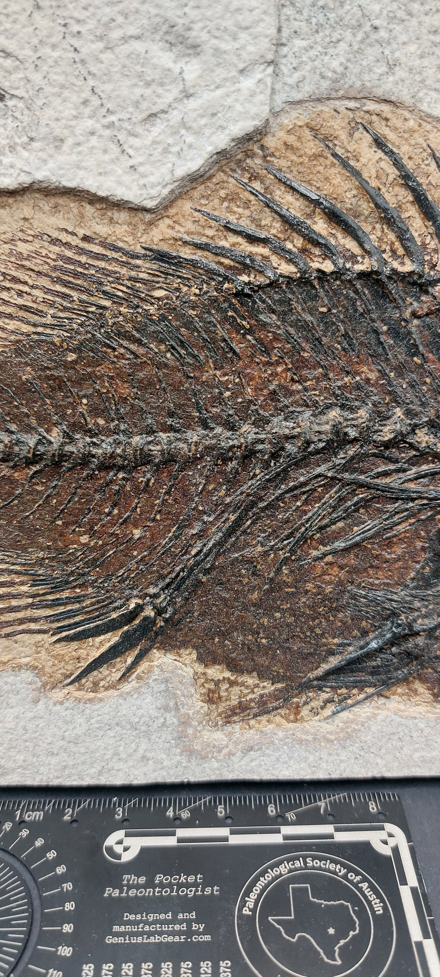 Priscacara serrata-Wyoming