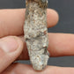 Coryphodon sp. Tooth-Wyoming 05