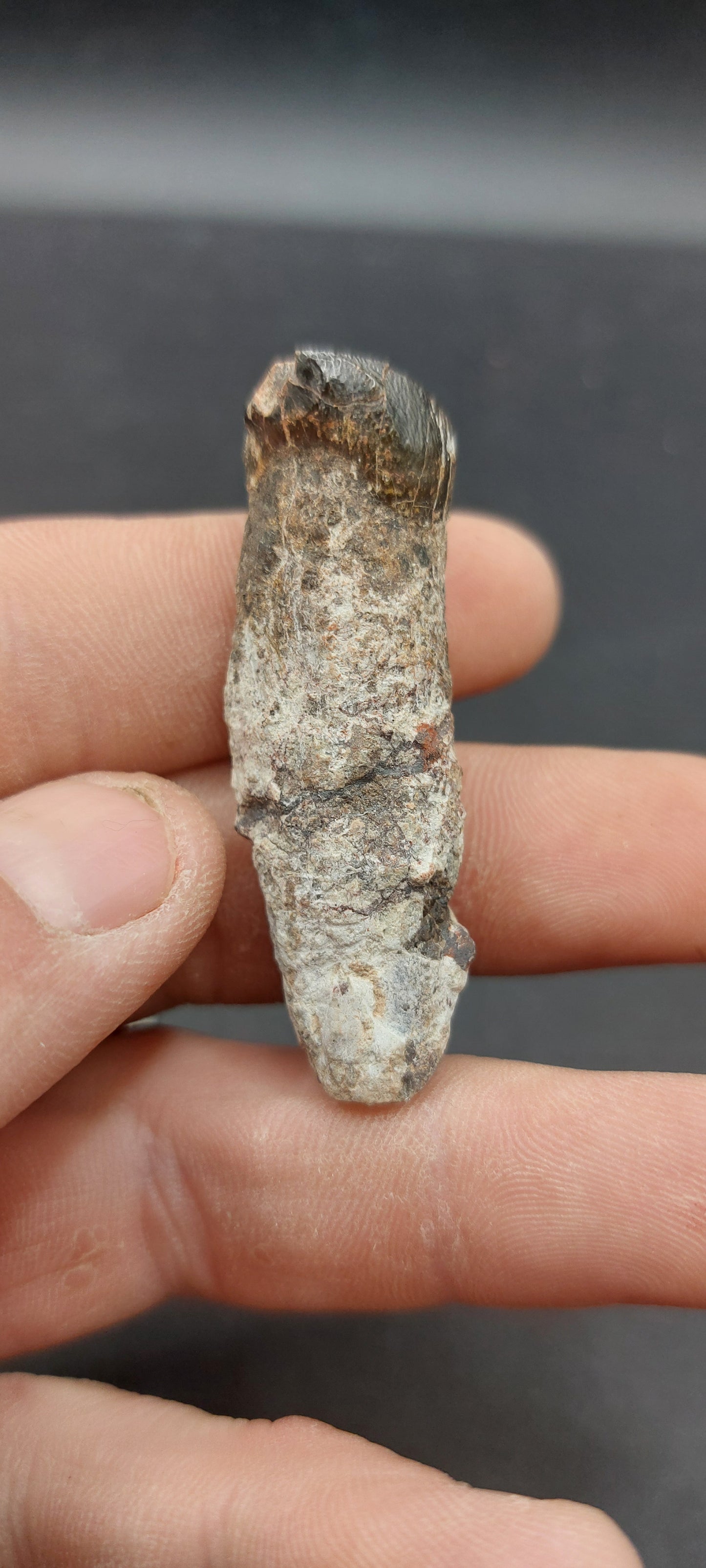 Coryphodon sp. Tooth-Wyoming 05