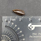 Hadrosaur Unerupted Tooth-Montana 01