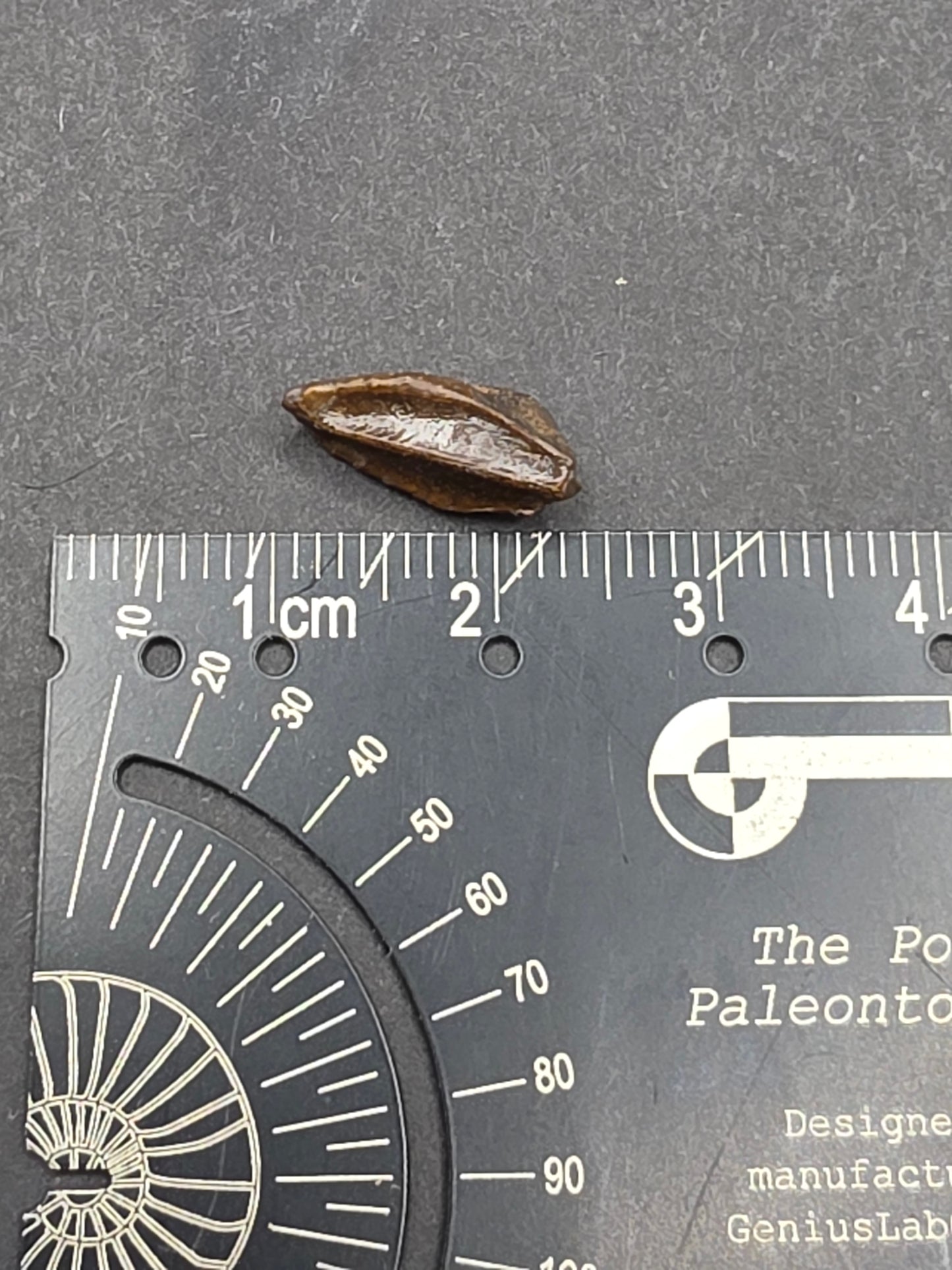 Hadrosaur Unerupted Tooth-Montana 01