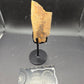 Partial Triceratops Rib on Stand-Montana 01