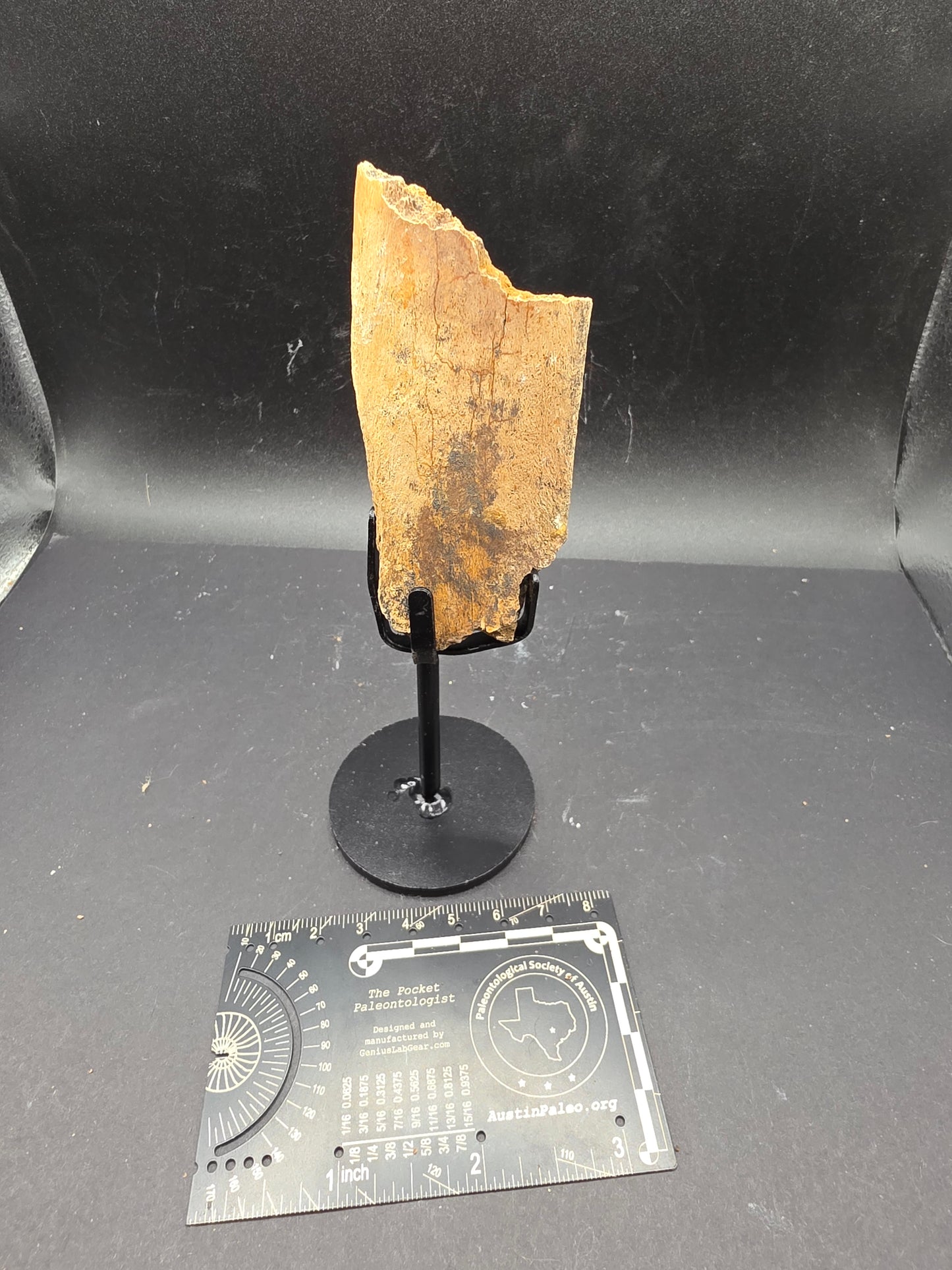 Partial Triceratops Rib on Stand-Montana 01