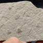 Ampyxina bellatula Triplet-Missouri