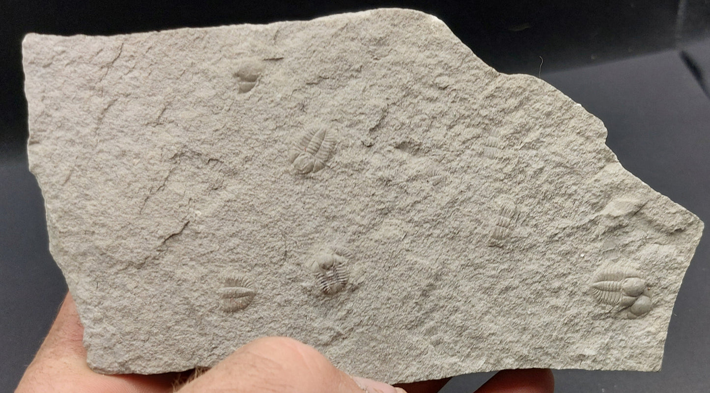 Ampyxina bellatula Triplet-Missouri