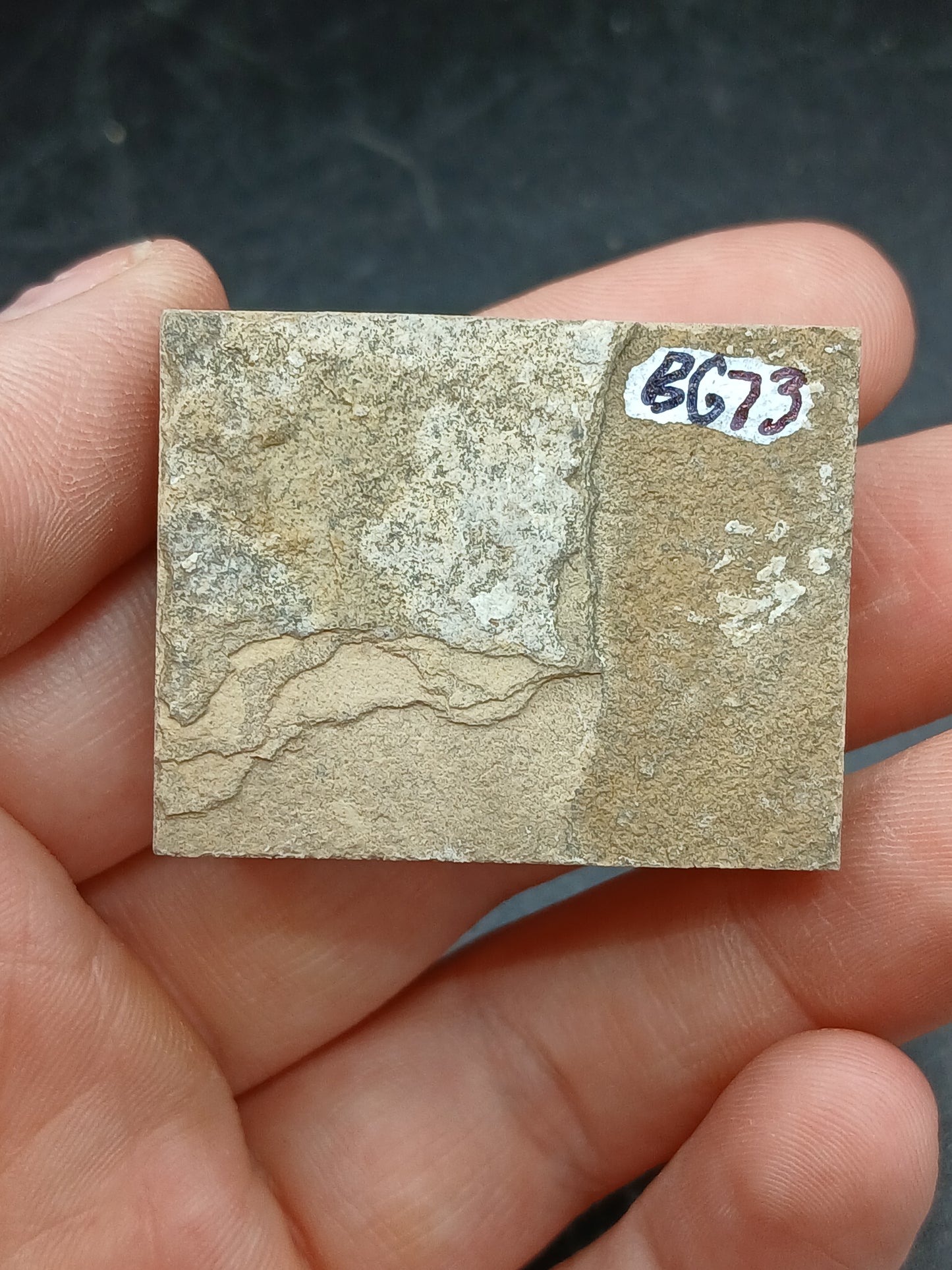 Anthracoceras beargulchensis-Montana-BG73