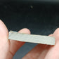 Strepsodus sp. Scale-Montana-BG79