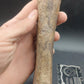 Plesiosaur Femur-Texas