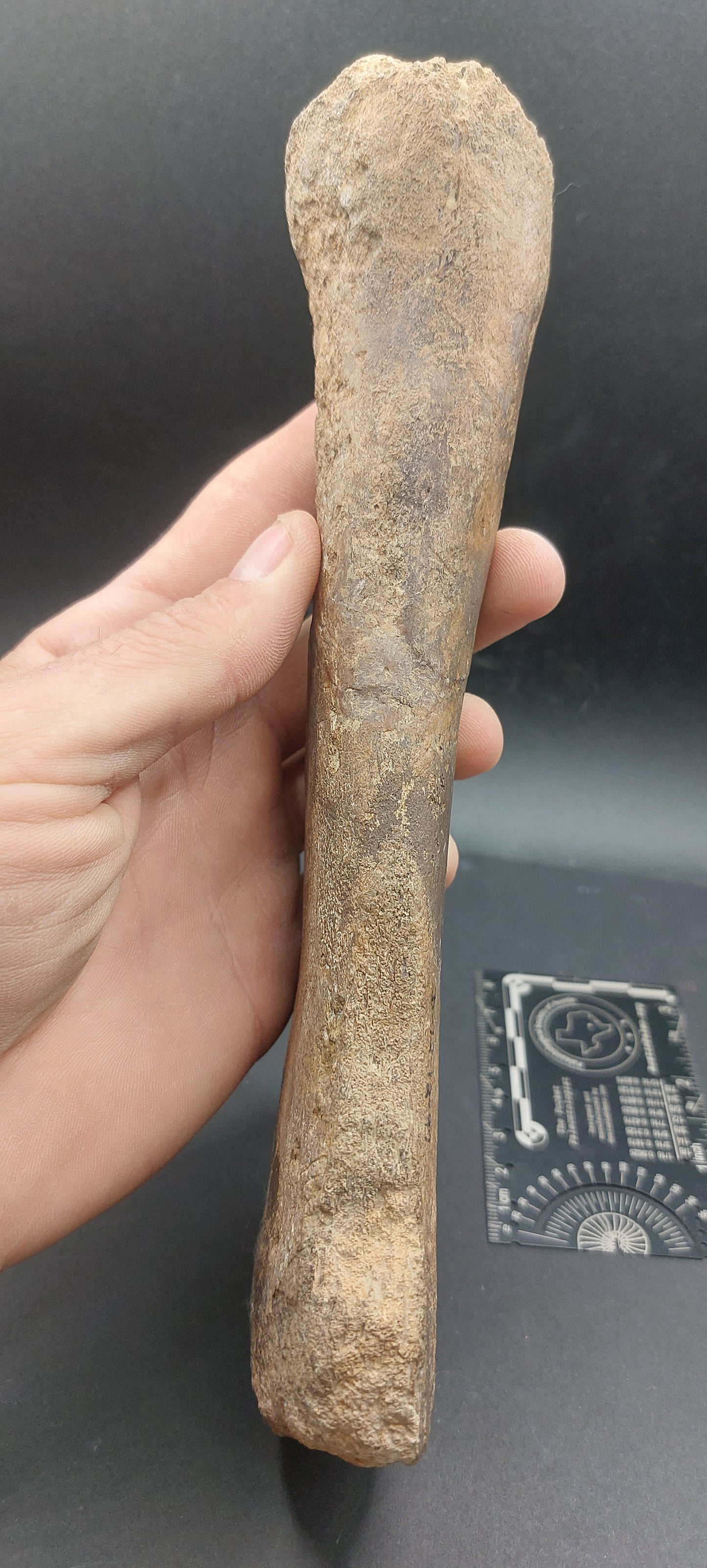 Plesiosaur Femur-Texas