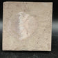 Strepsodus sp. Scale-Montana-BG80