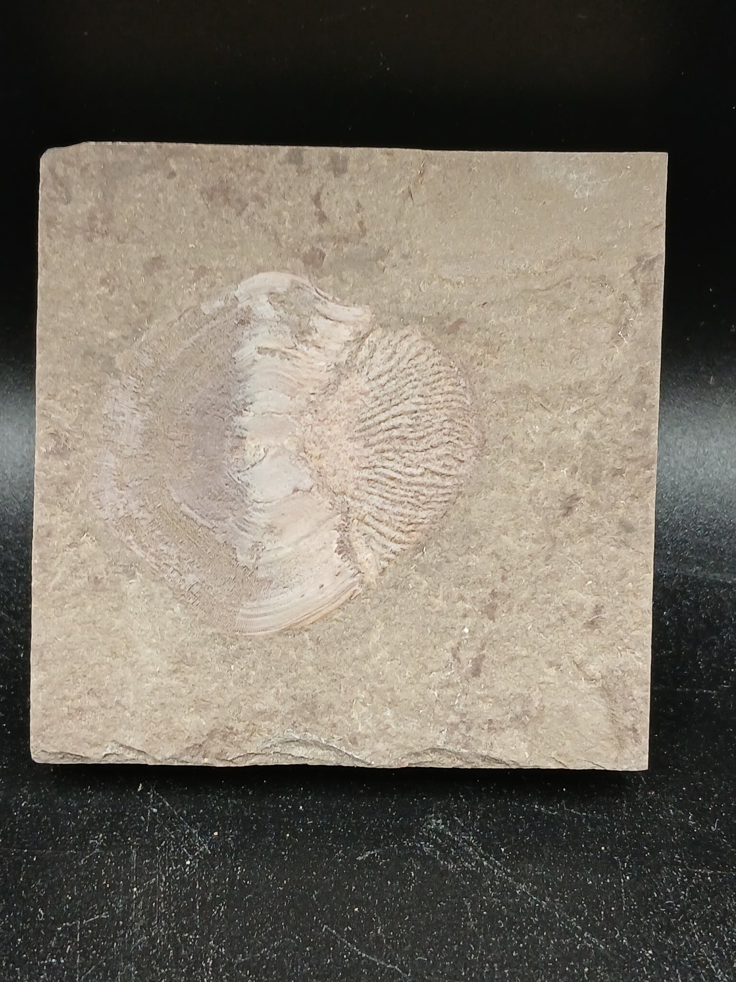 Strepsodus sp. Scale-Montana-BG80