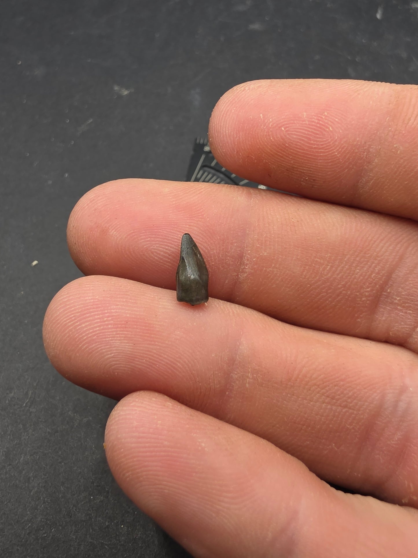 Thescelosaurus Tooth-Montana 02