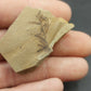 Metasequoia Leaf-Montana 07