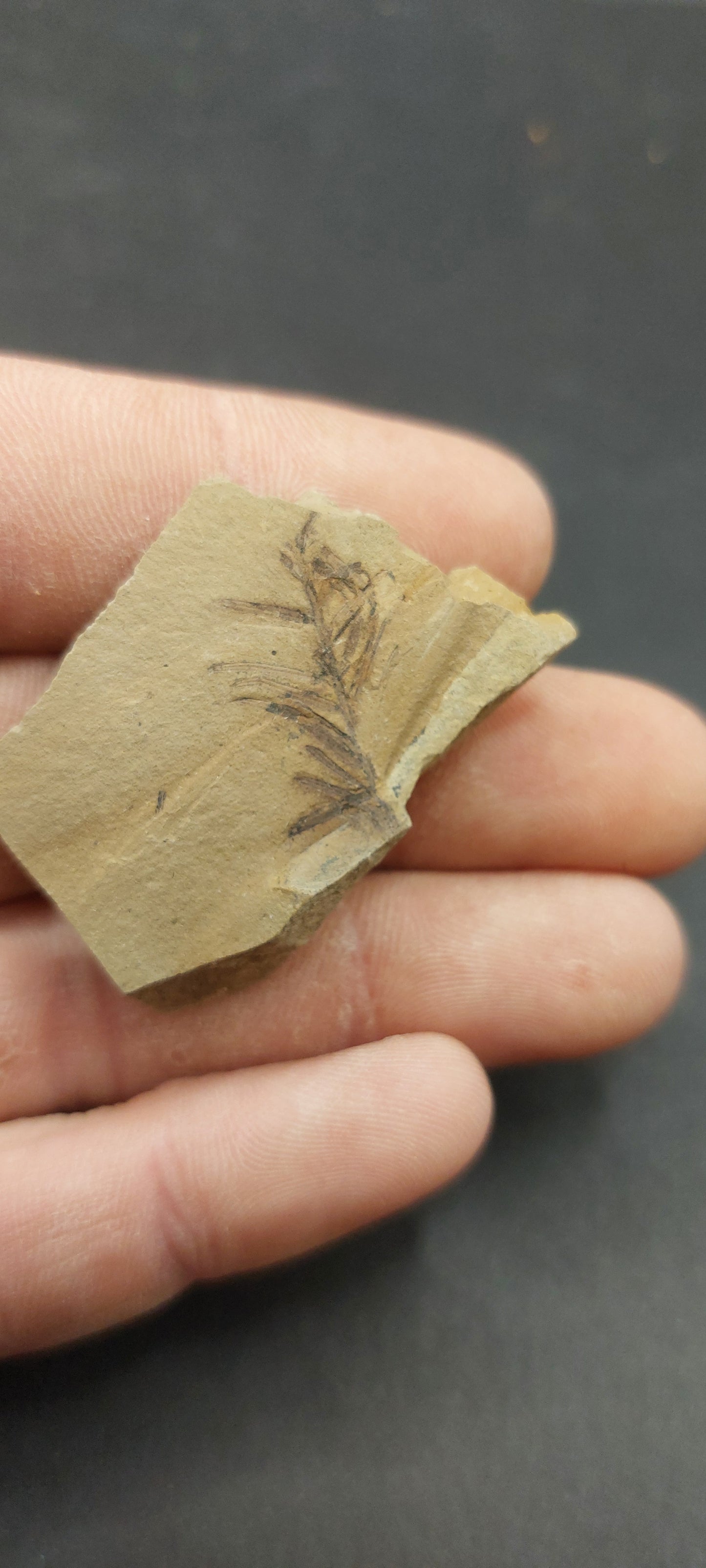 Metasequoia Leaf-Montana 07