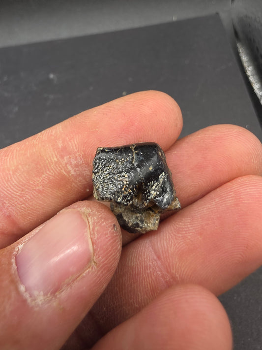 Camarasaurus sp. Tooth-Colorado
