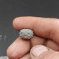 Goniophorus sp.-Texas 04