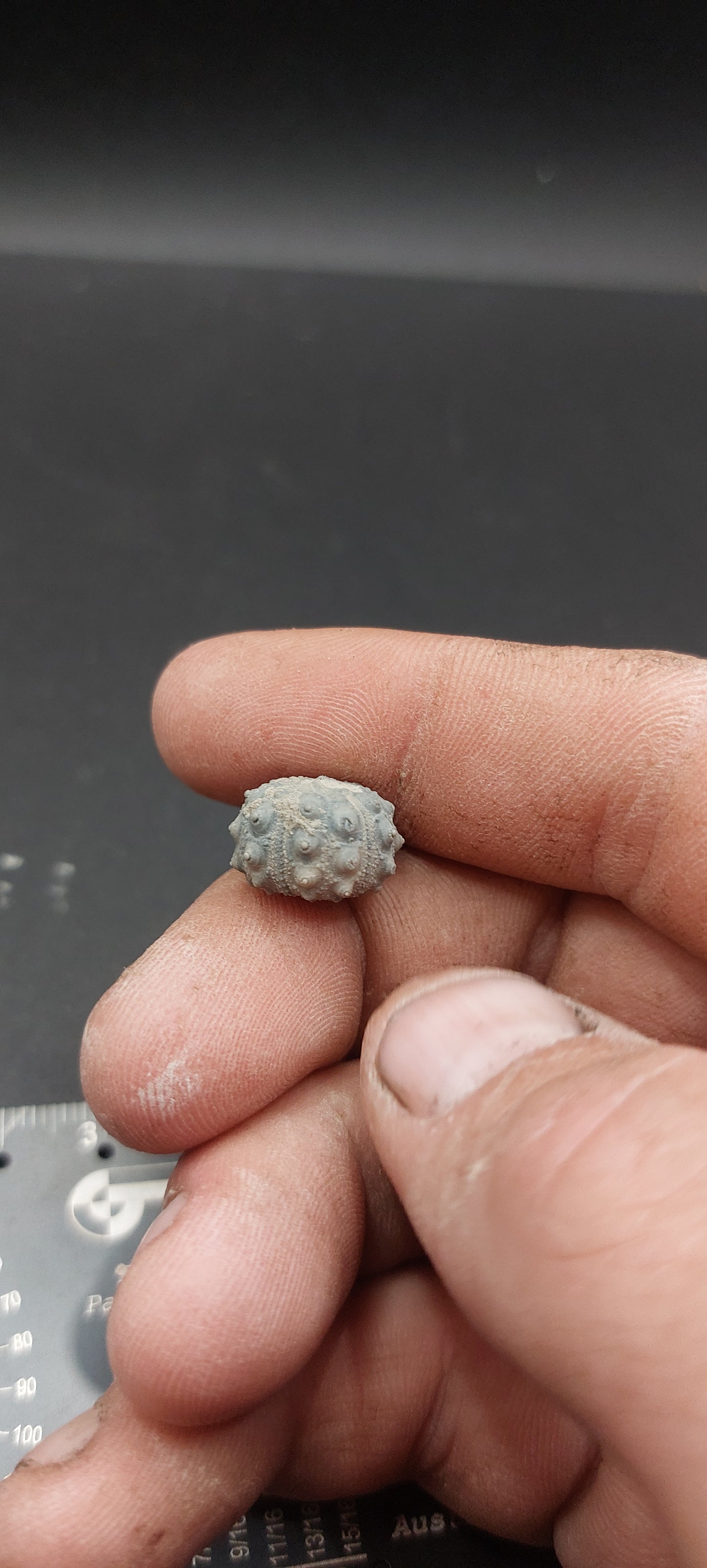 Goniophorus sp.-Texas 04