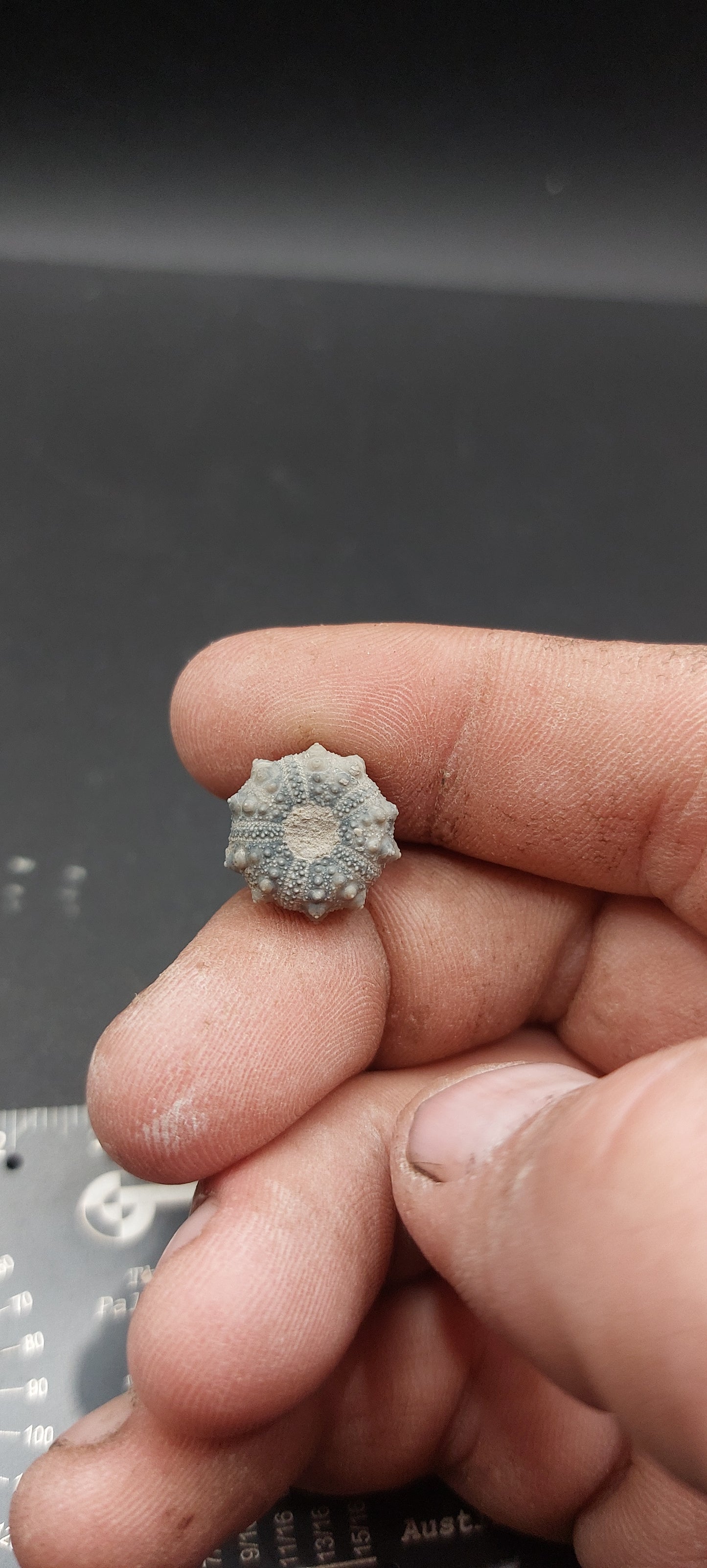Goniophorus sp.-Texas 04