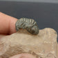 Reedops sp.-Morocco A3