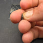 Thescelosaurus Tooth-Montana 02