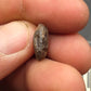 Hadrosaur Unerupted Tooth-Montana 01