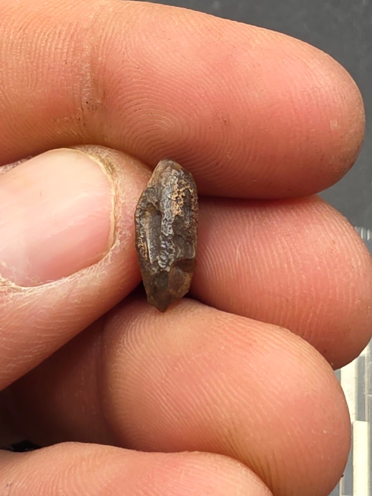 Hadrosaur Unerupted Tooth-Montana 01