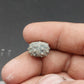 Goniophorus sp.-Texas 04