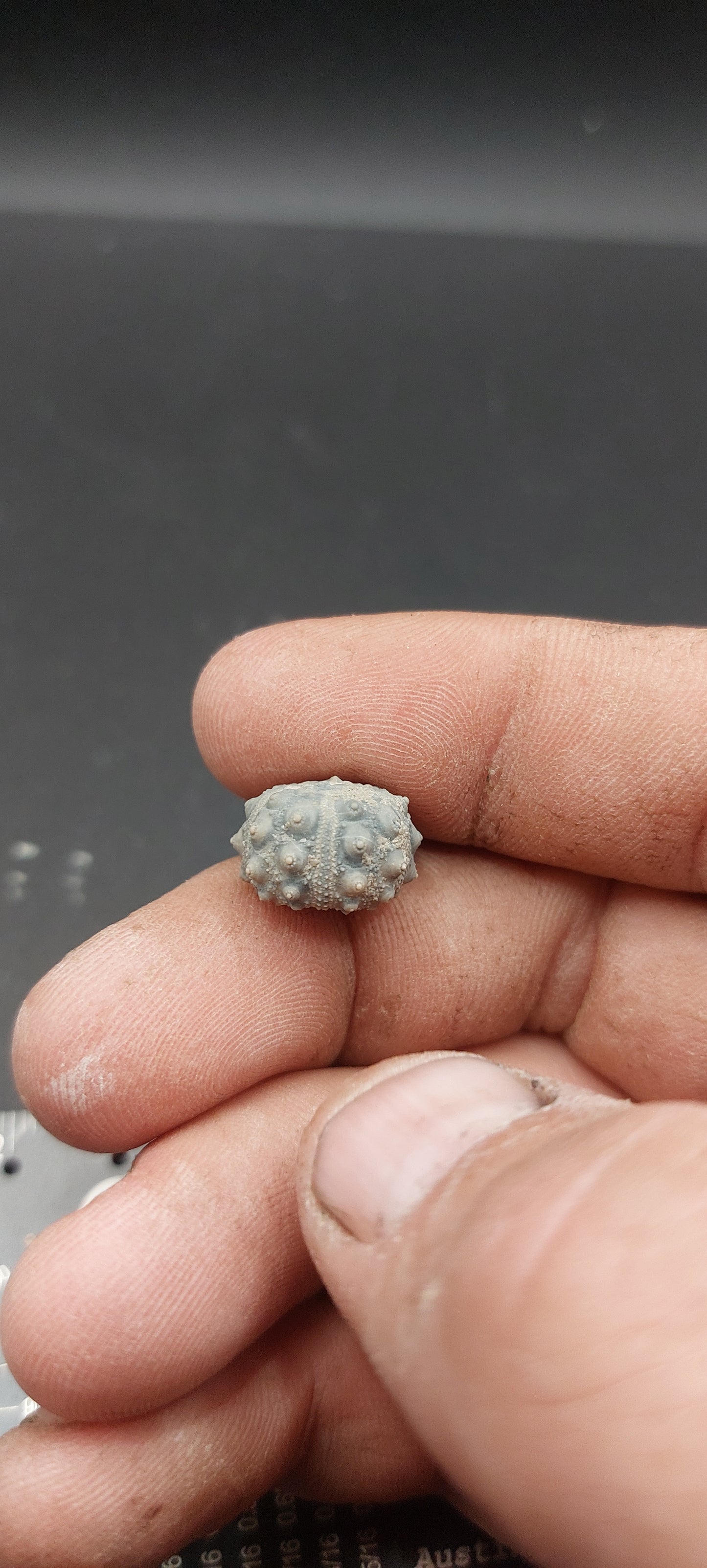 Goniophorus sp.-Texas 04