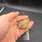 Partial Triceratops Rib on Stand-Montana 01