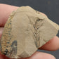 Metasequoia Leaf-Montana 03
