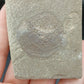 Strepsodus sp. Scale-Montana-BG79
