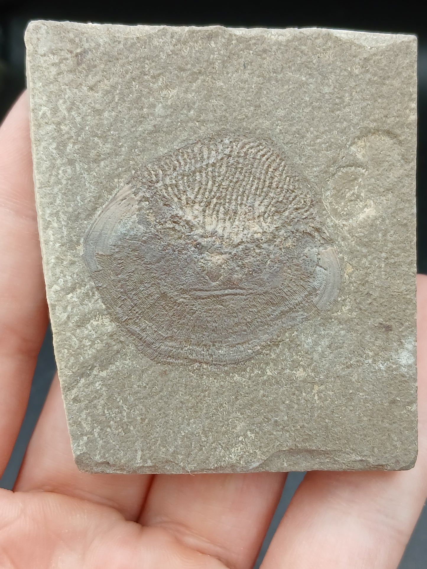 Strepsodus sp. Scale-Montana-BG79