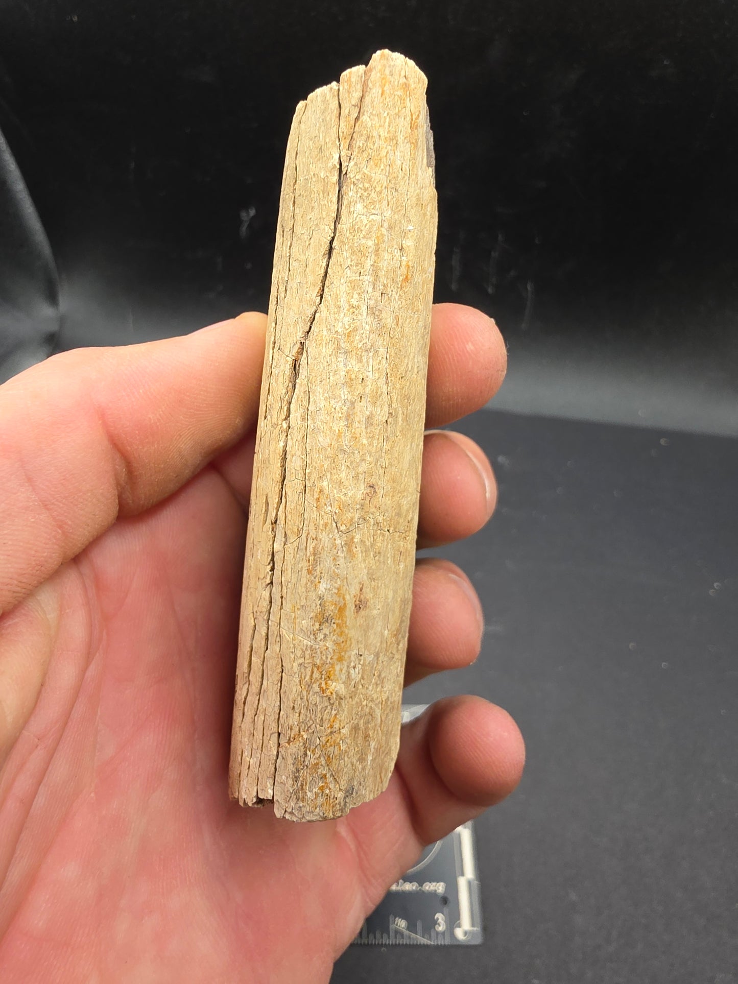 Partial Triceratops Rib on Stand-Montana 02