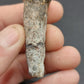 Coryphodon sp. Tooth-Wyoming 05